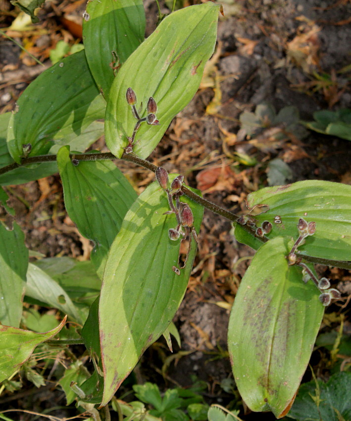 Image of Tricyrtis hirta specimen.