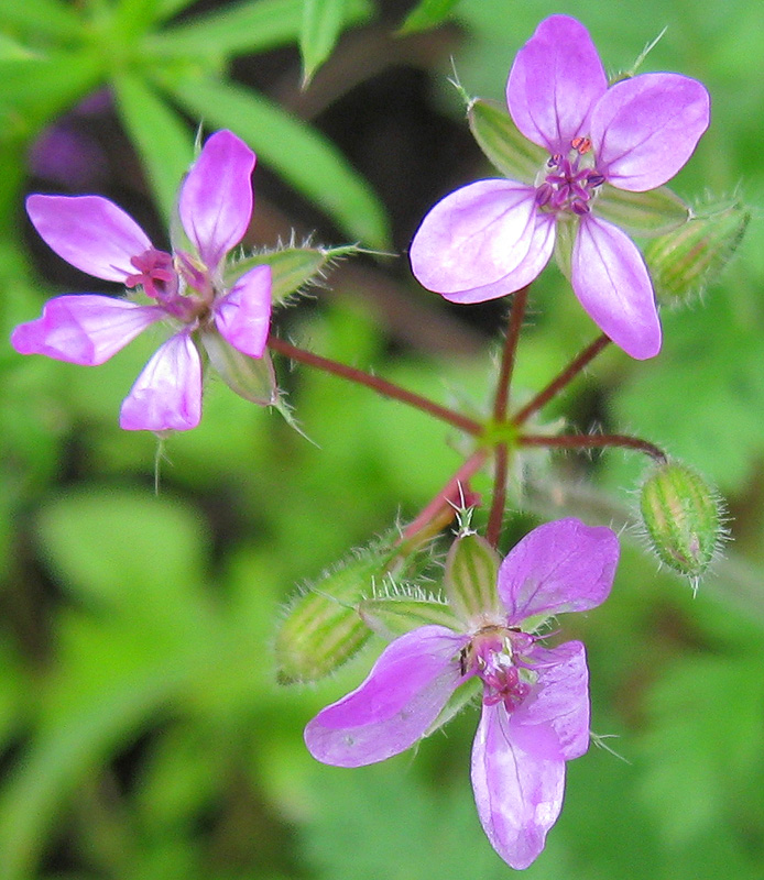 Изображение особи Erodium cicutarium.