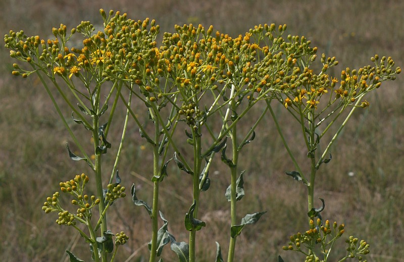 Image of Senecio schwetzowii specimen.