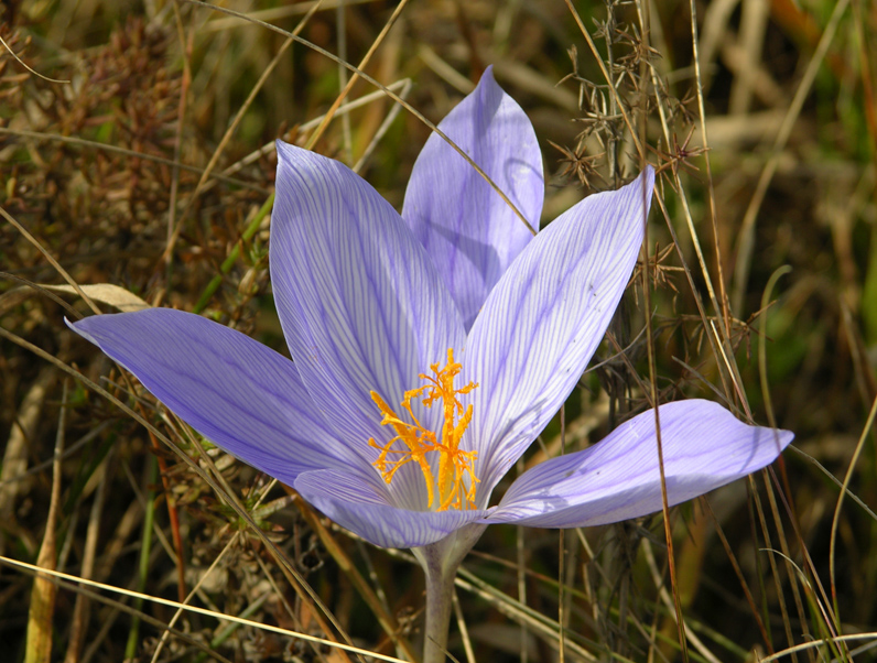 Изображение особи Crocus speciosus.