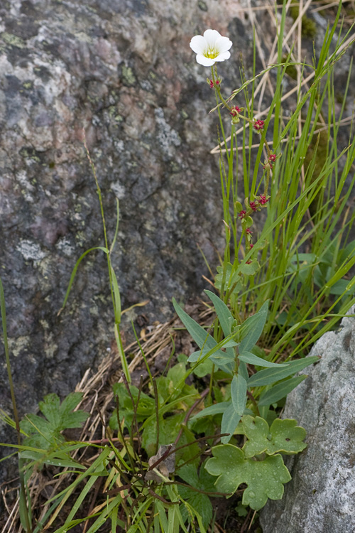 Изображение особи Saxifraga cernua.