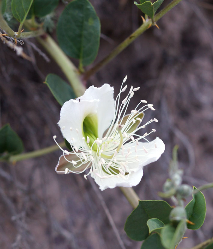 Изображение особи Capparis herbacea.