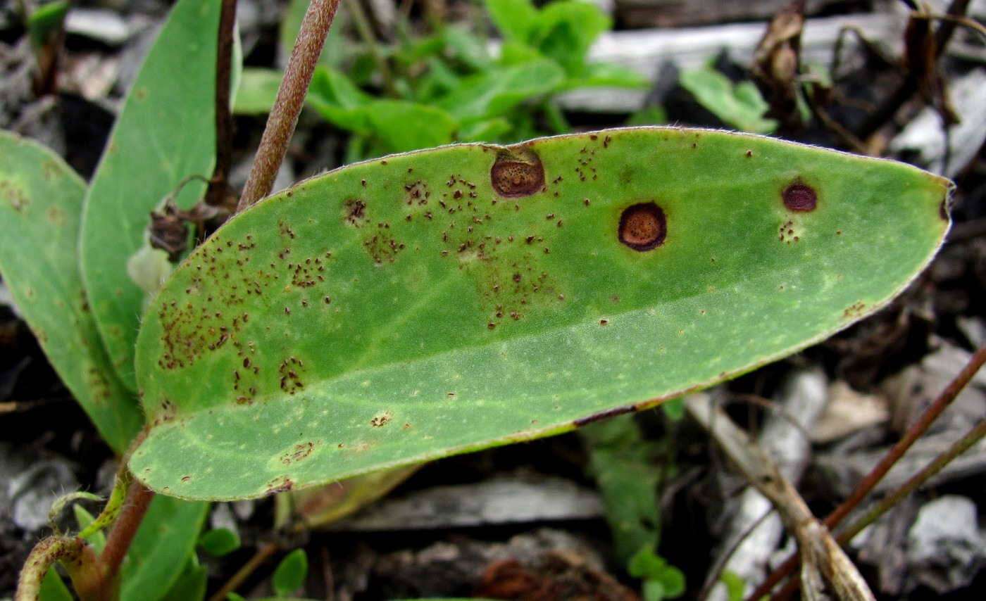 Изображение особи Anthyllis vulneraria.