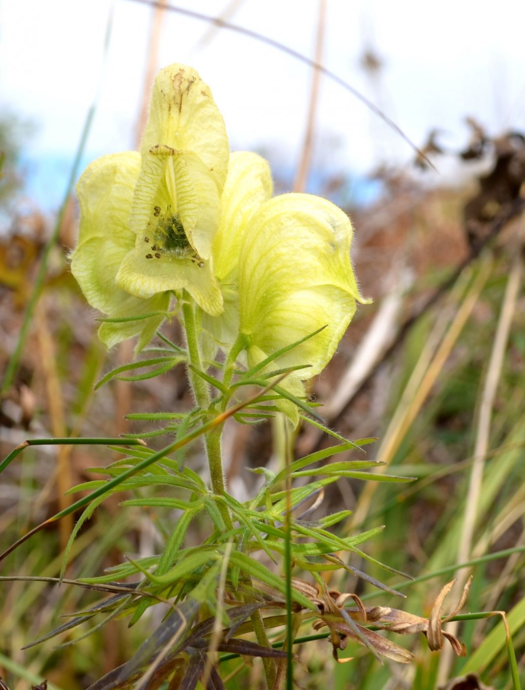 Изображение особи Aconitum confertiflorum.