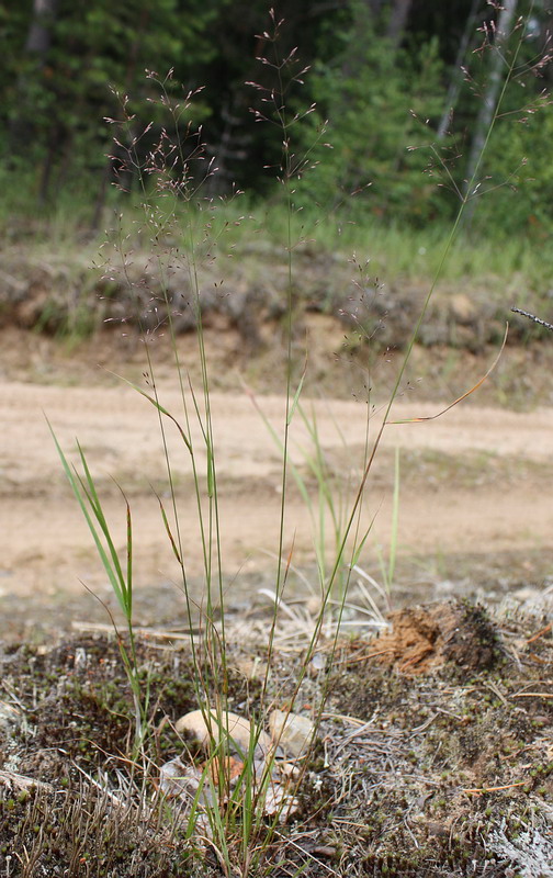 Image of Agrostis tenuis specimen.