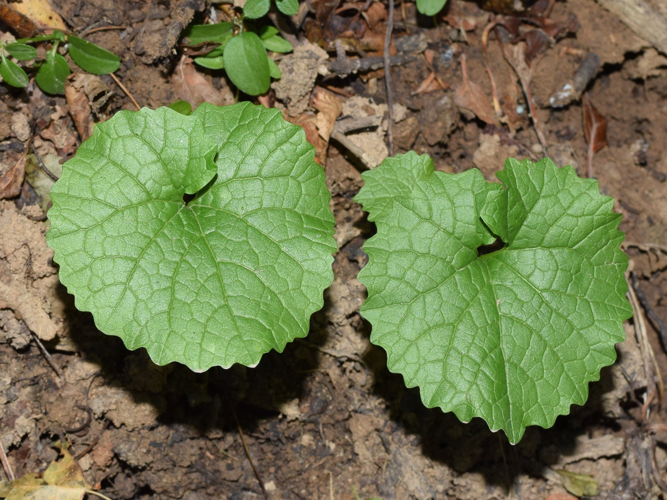 Image of Alliaria petiolata specimen.