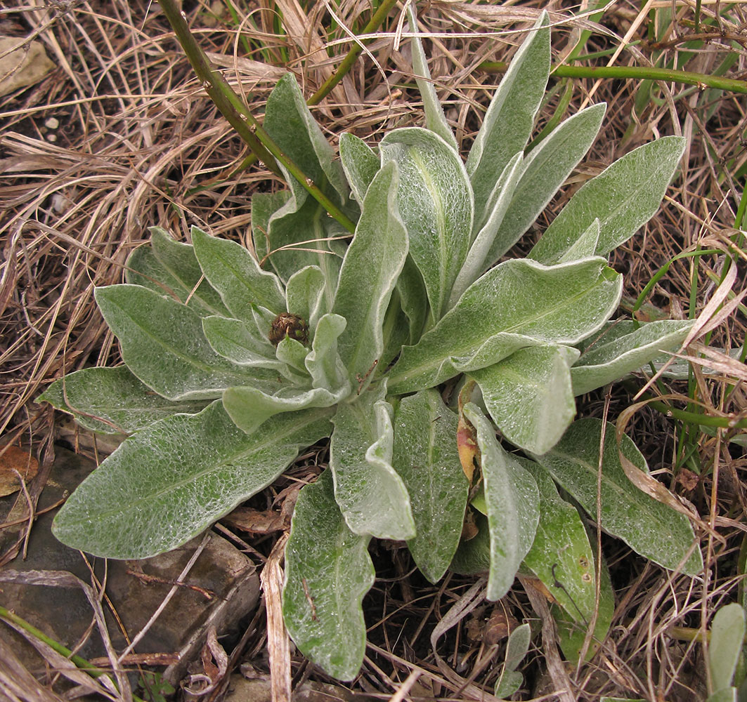 Изображение особи Centaurea czerkessica.