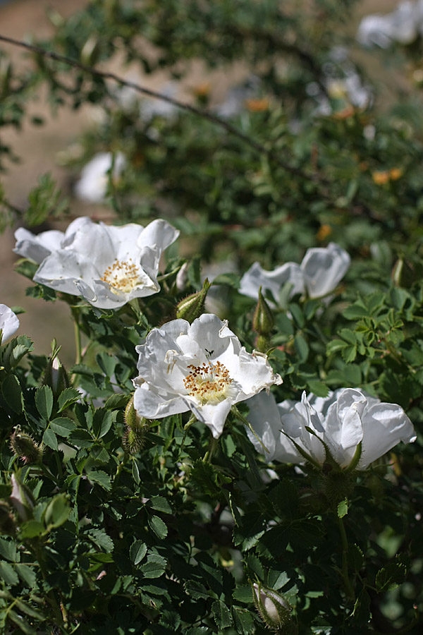 Image of Rosa fedtschenkoana specimen.