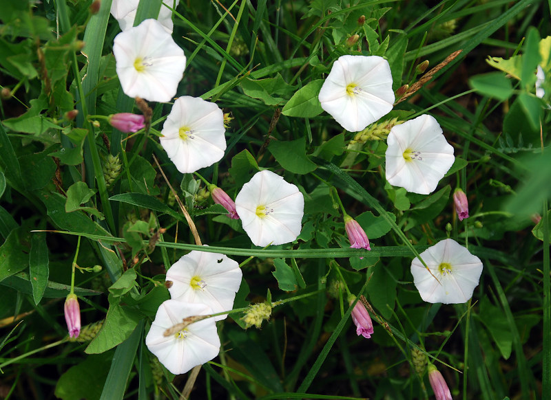 Изображение особи Convolvulus arvensis.