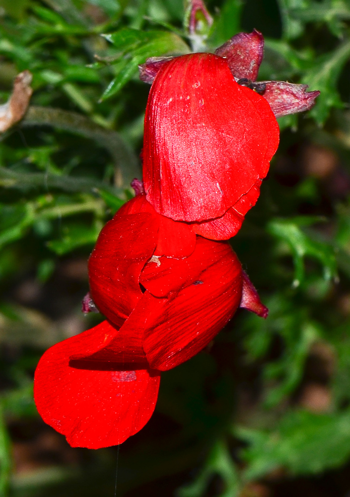 Изображение особи Ranunculus asiaticus.