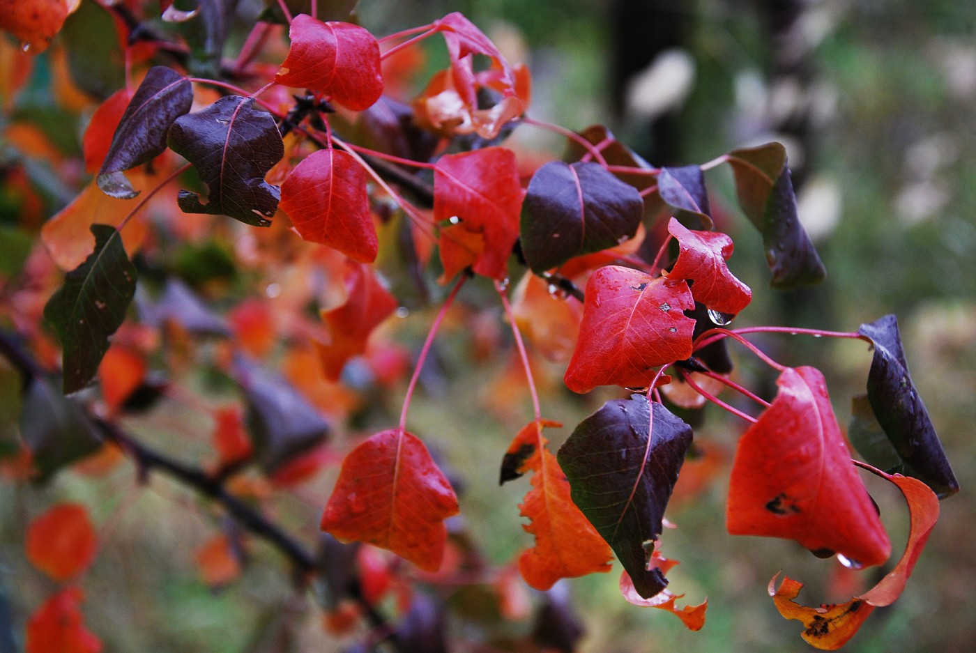 Image of Pyrus communis specimen.