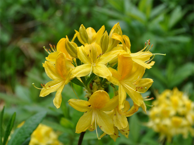 Image of Rhododendron luteum specimen.