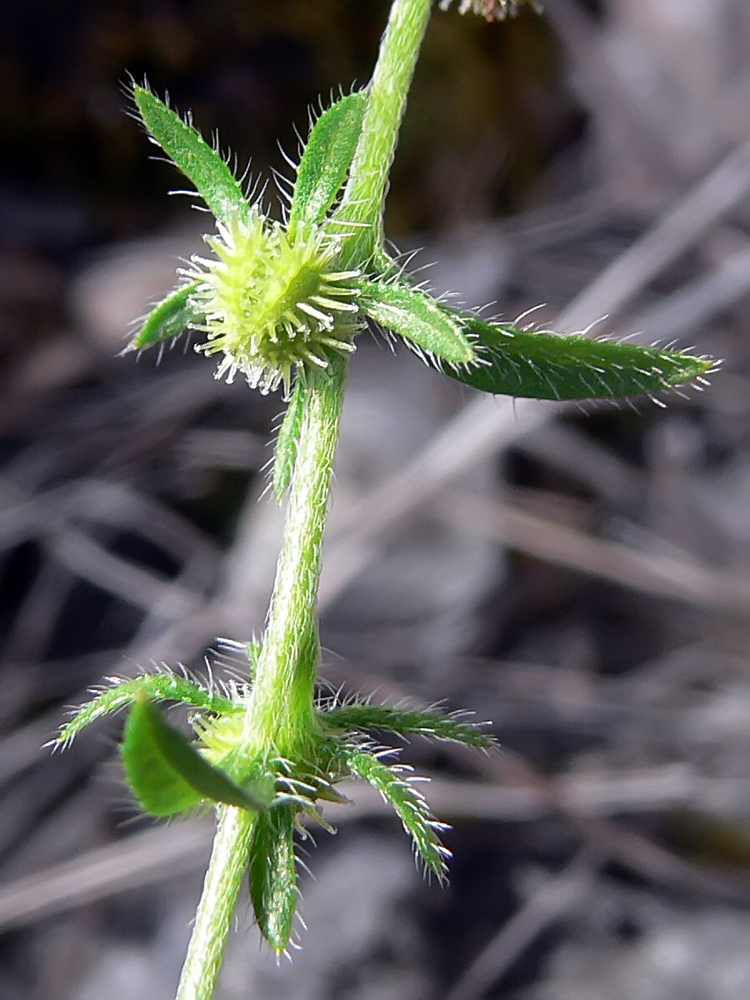 Image of Lappula squarrosa specimen.