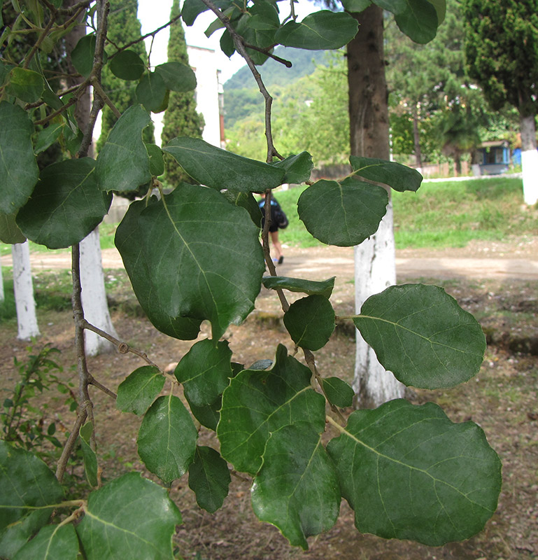 Изображение особи Quercus suber.