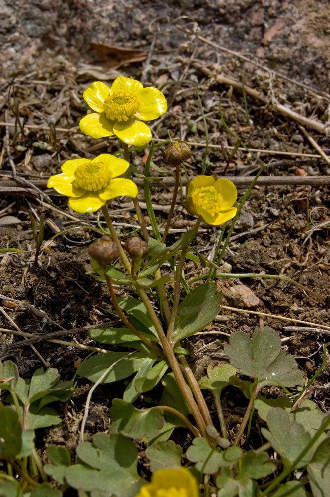 Image of genus Ranunculus specimen.