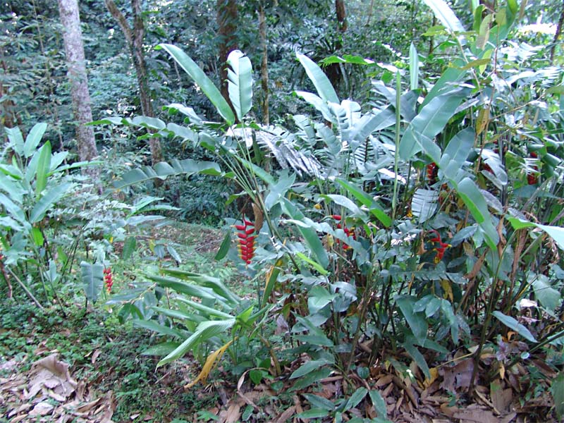 Image of Heliconia rostrata specimen.