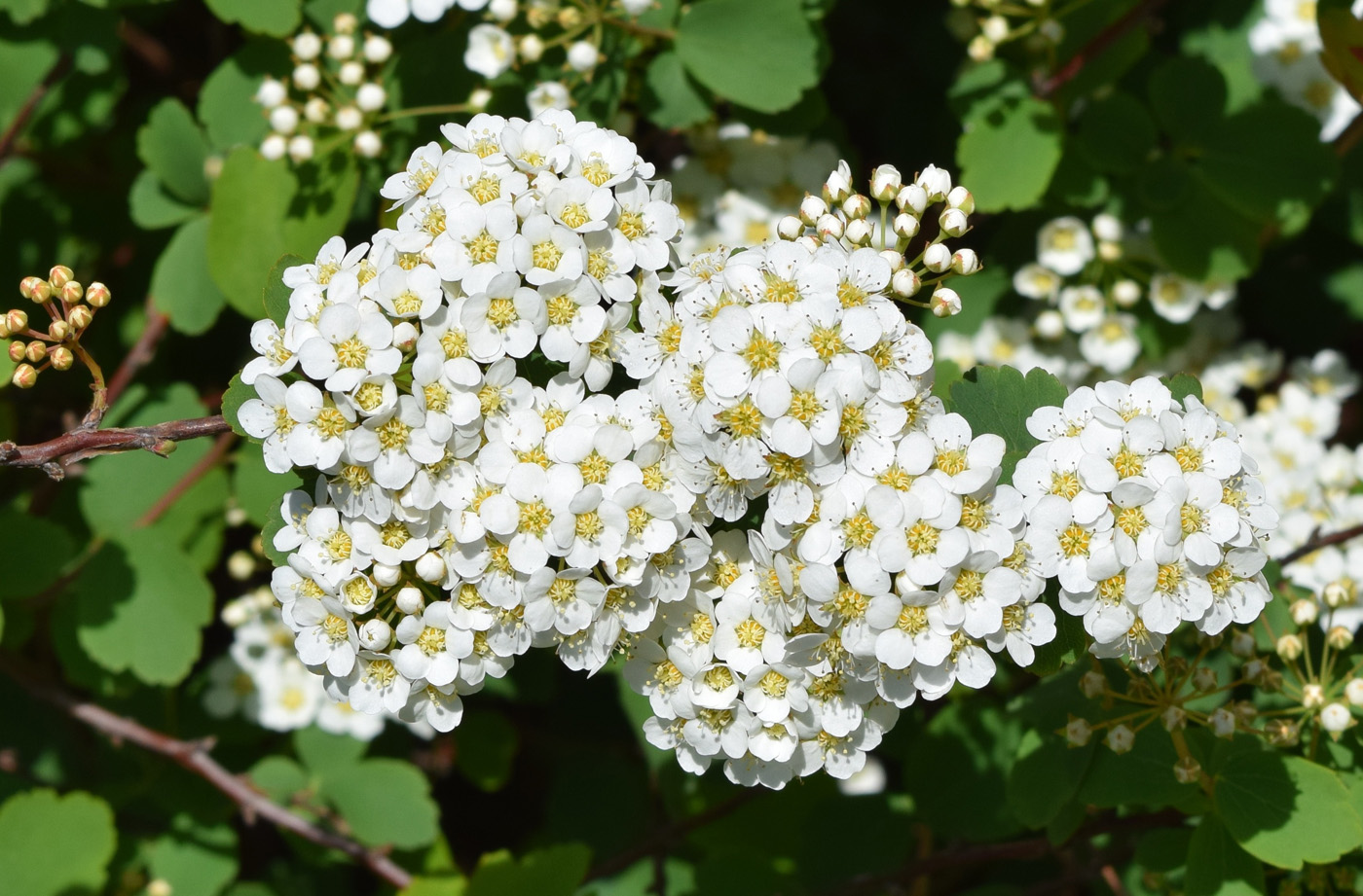 Image of genus Spiraea specimen.