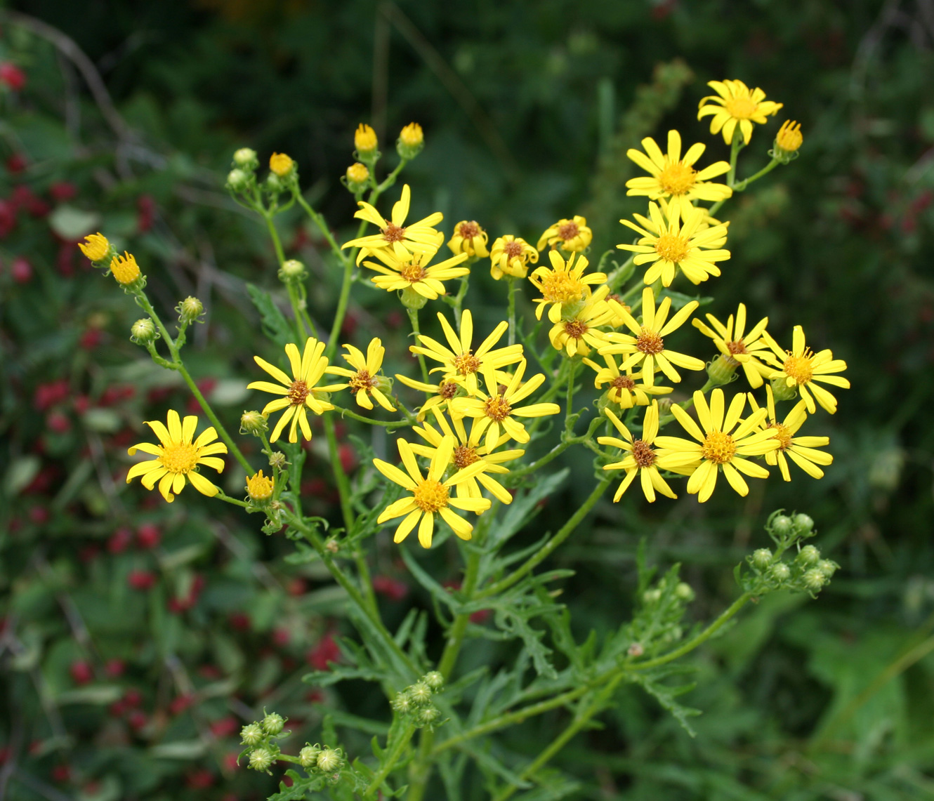 Image of Senecio erucifolius specimen.