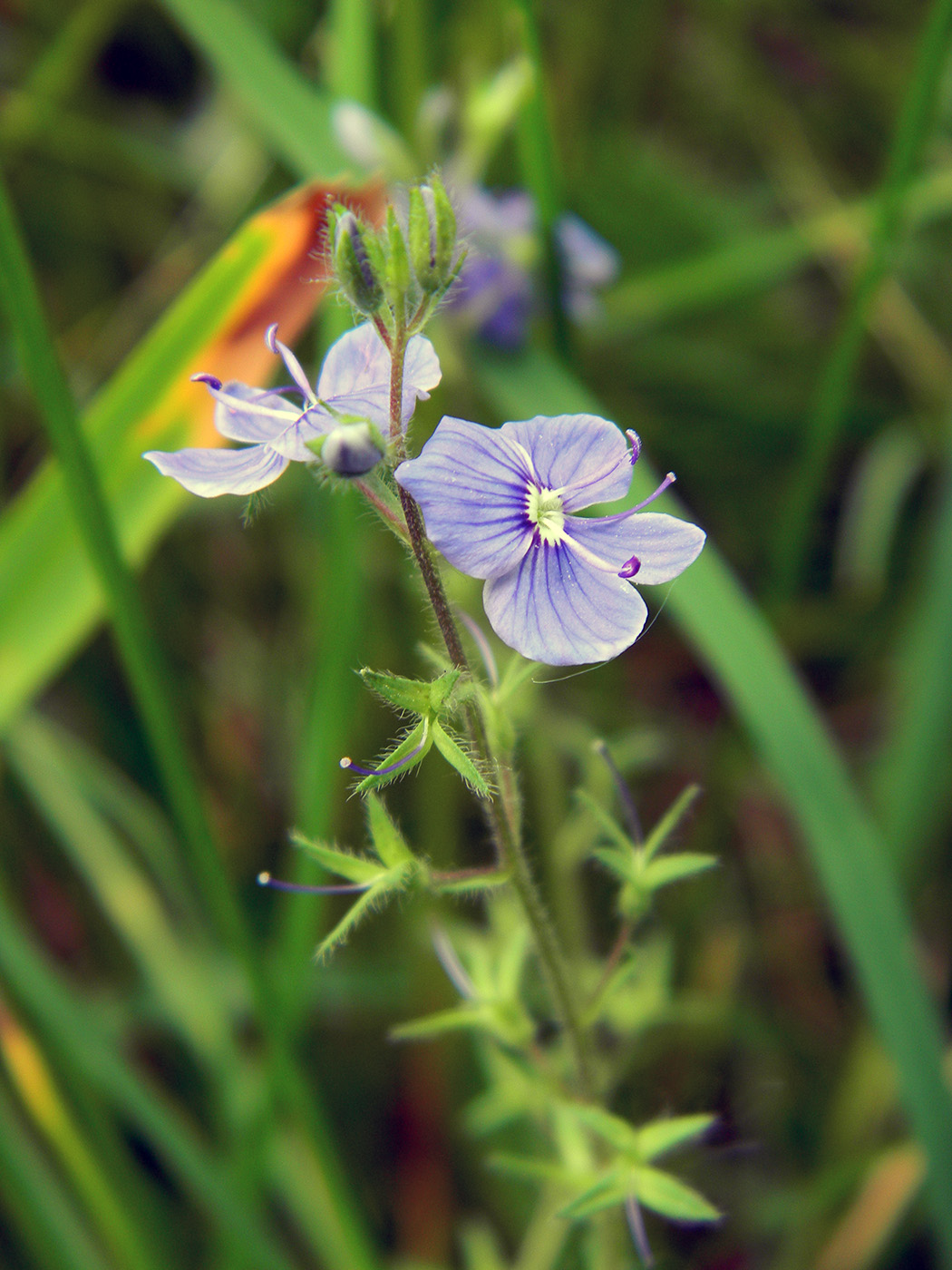 Image of Veronica chamaedrys specimen.