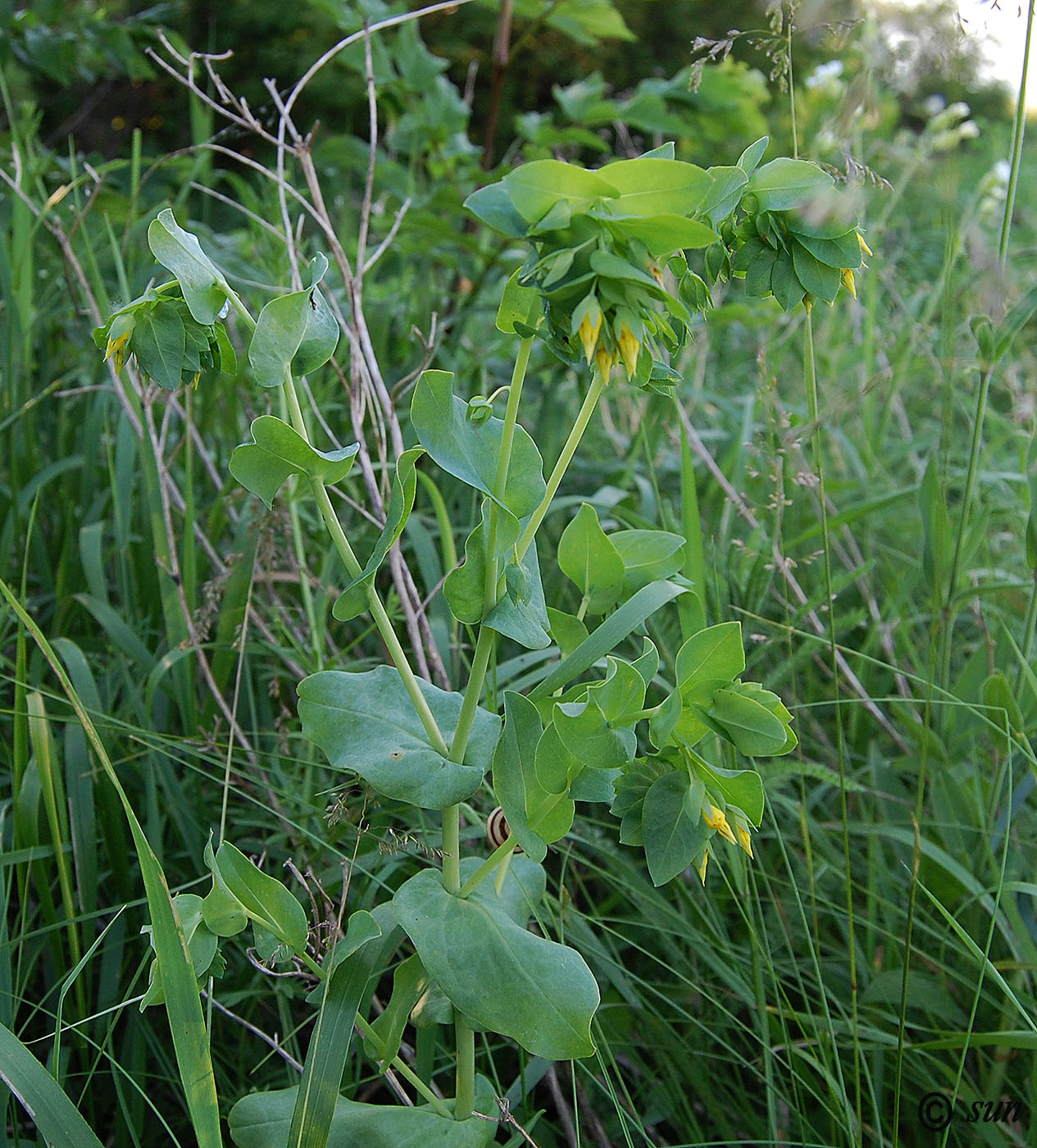 Image of Cerinthe minor specimen.