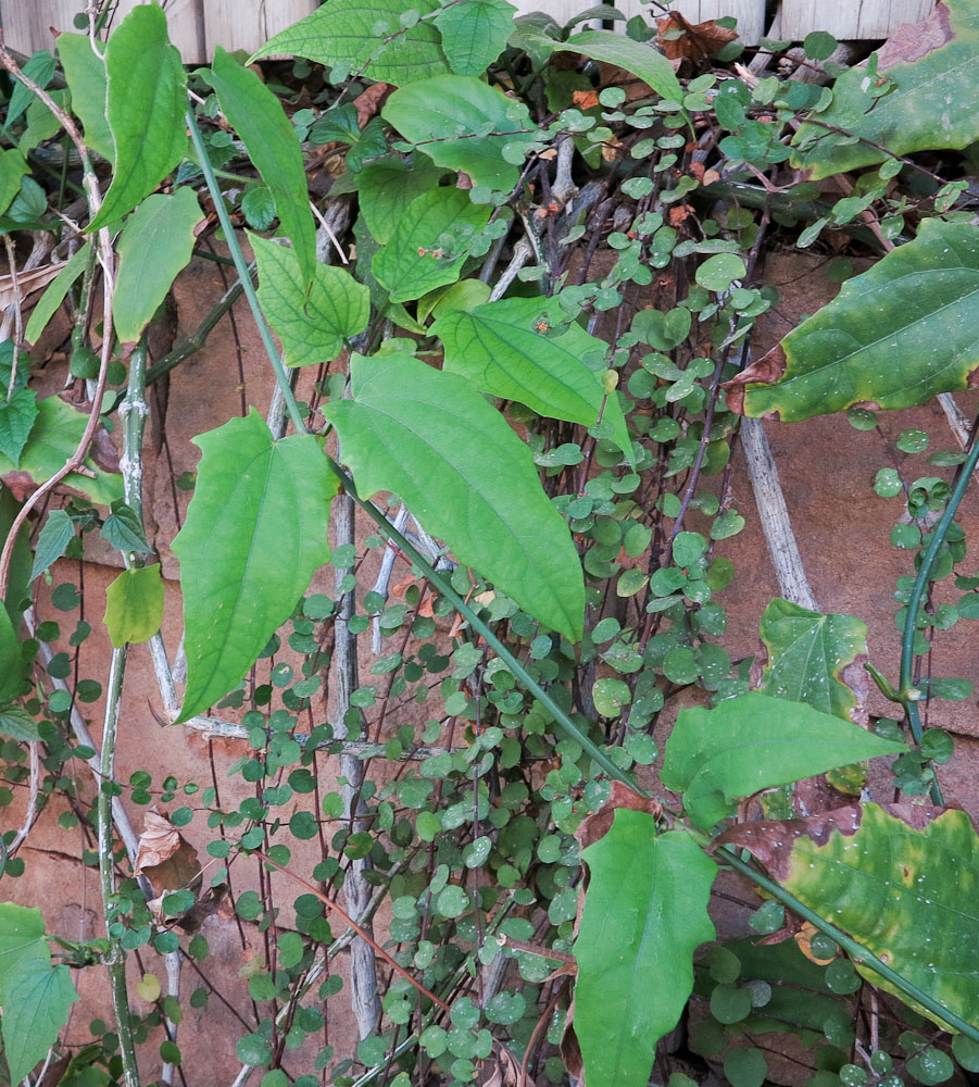 Image of Thunbergia laurifolia specimen.