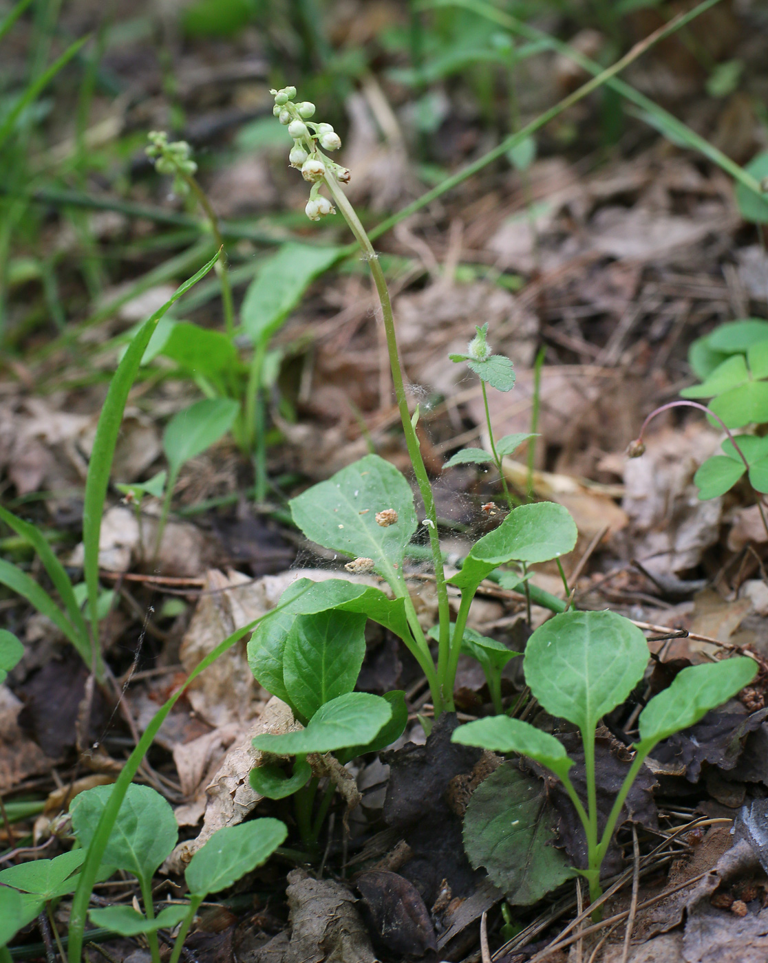 Изображение особи Pyrola minor.