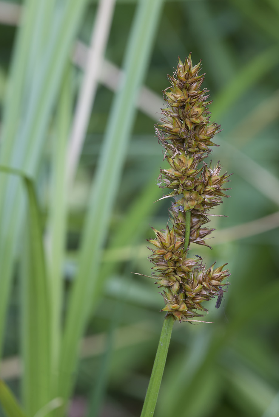 Image of Carex vulpina specimen.