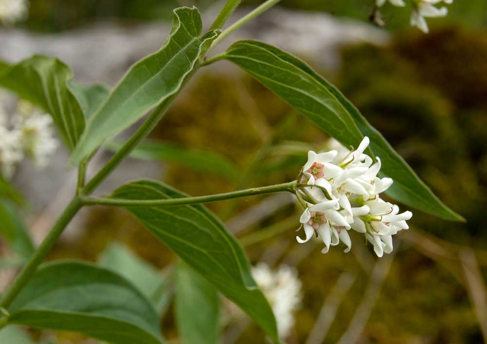 Изображение особи Vincetoxicum albovianum.