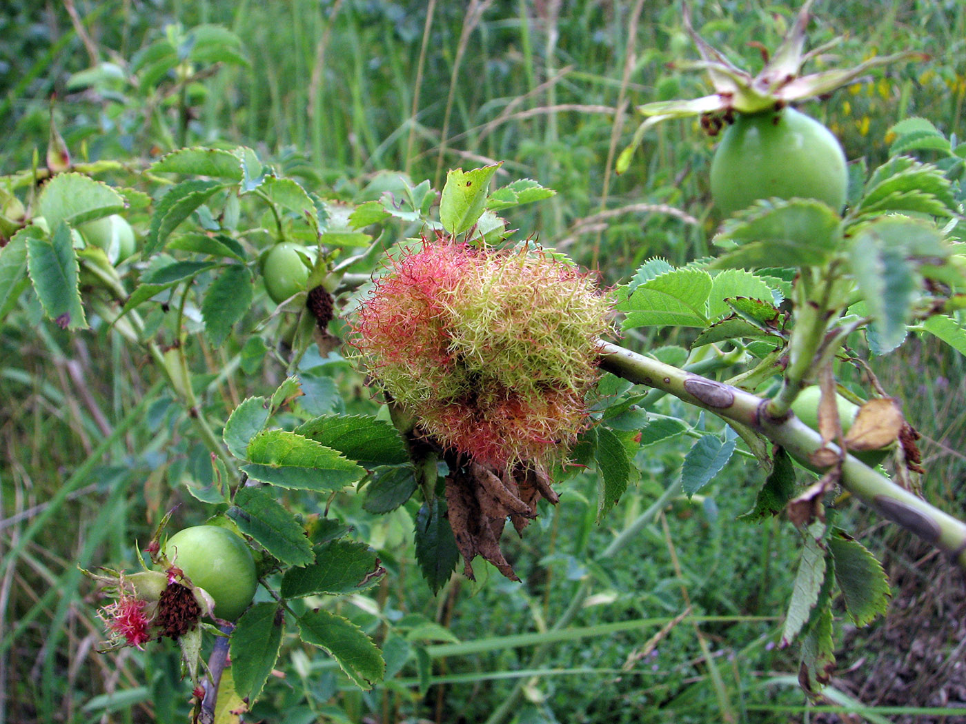 Изображение особи Rosa canina.