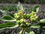 Euphorbia davidii