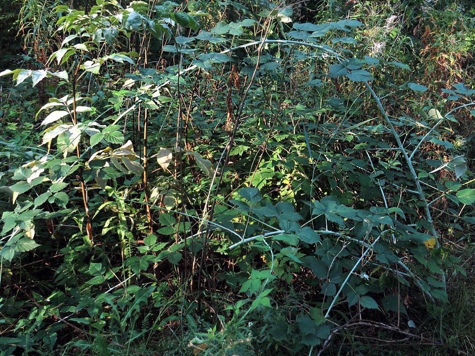 Image of Rubus occidentalis specimen.