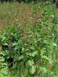 Rumex sylvestris