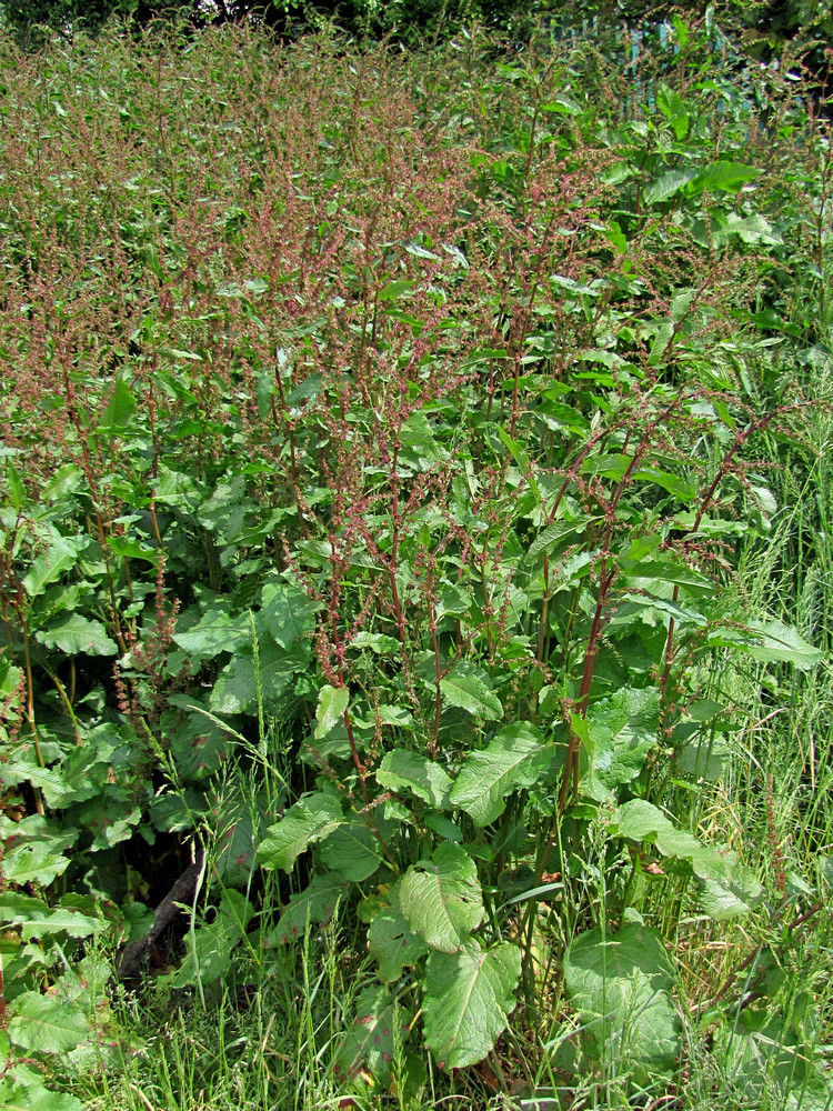 Изображение особи Rumex sylvestris.