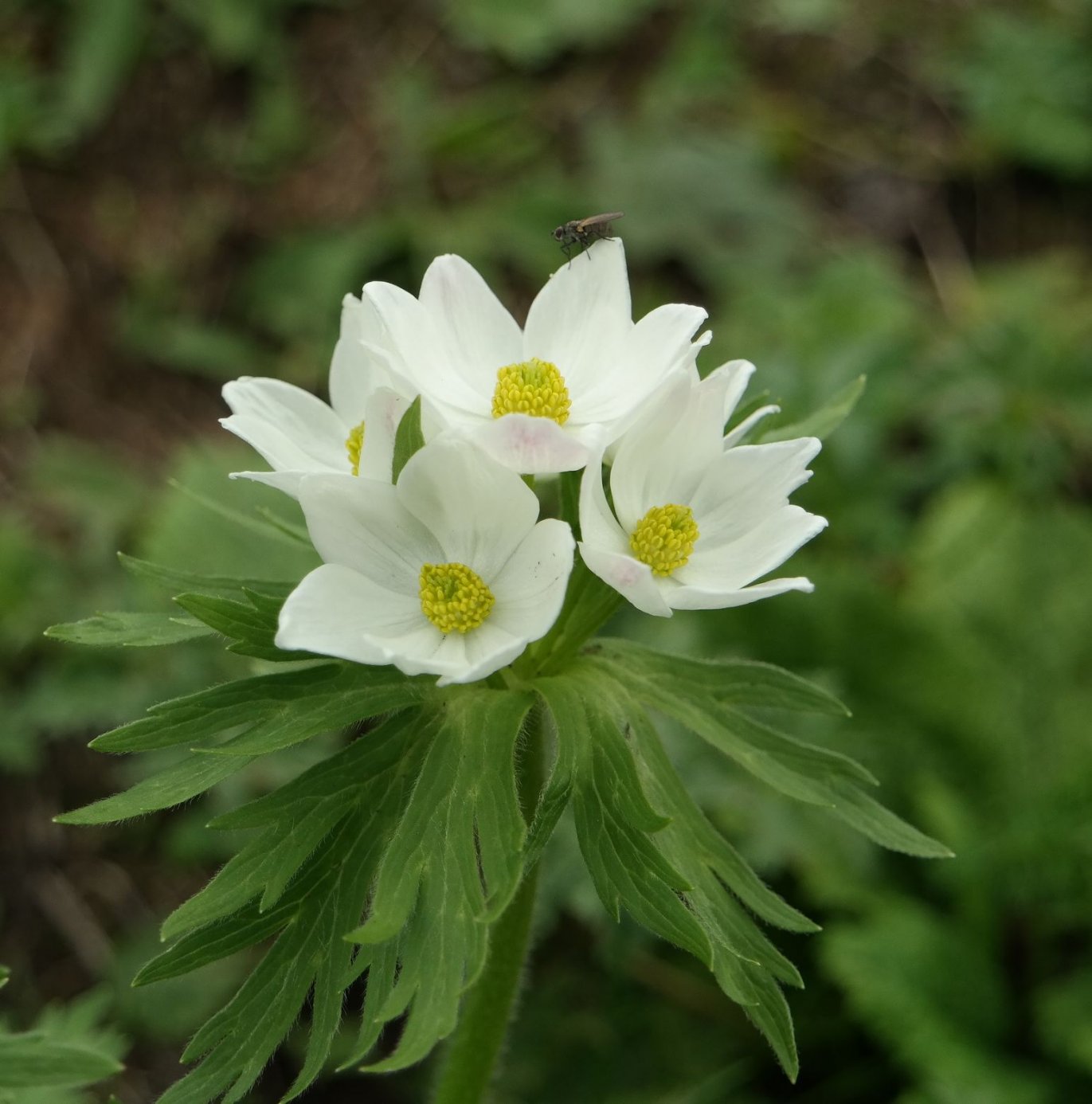 Изображение особи Anemonastrum fasciculatum.