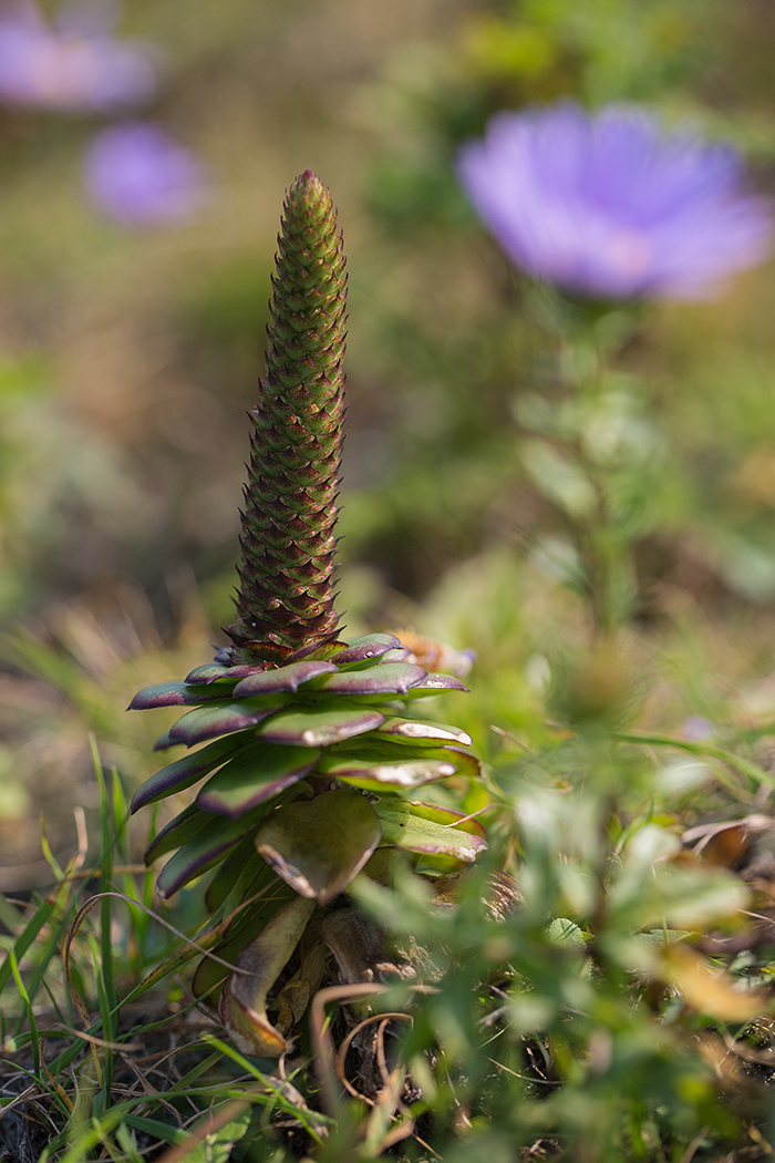 Image of Orostachys maximowiczii specimen.