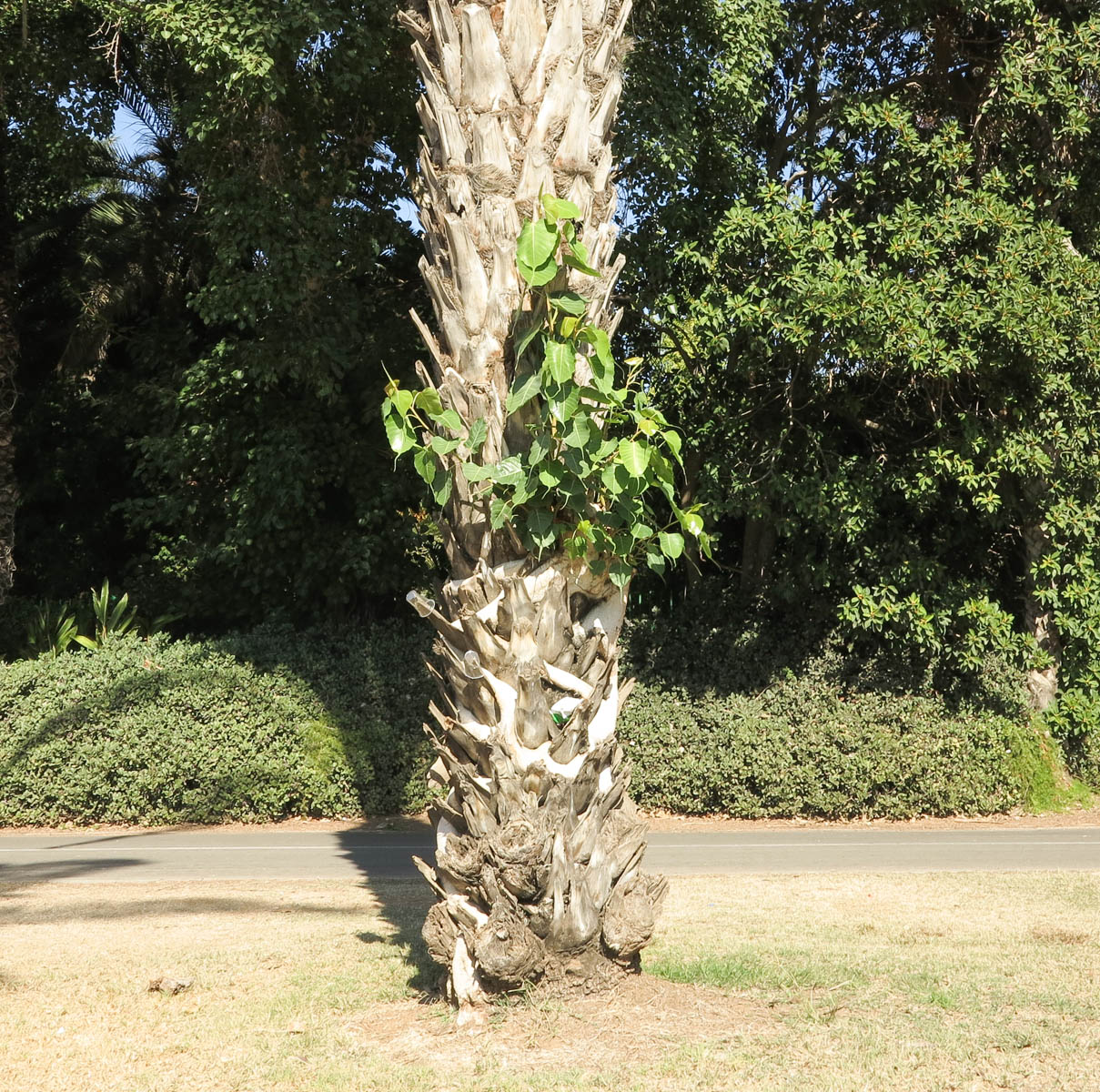 Изображение особи Ficus religiosa.