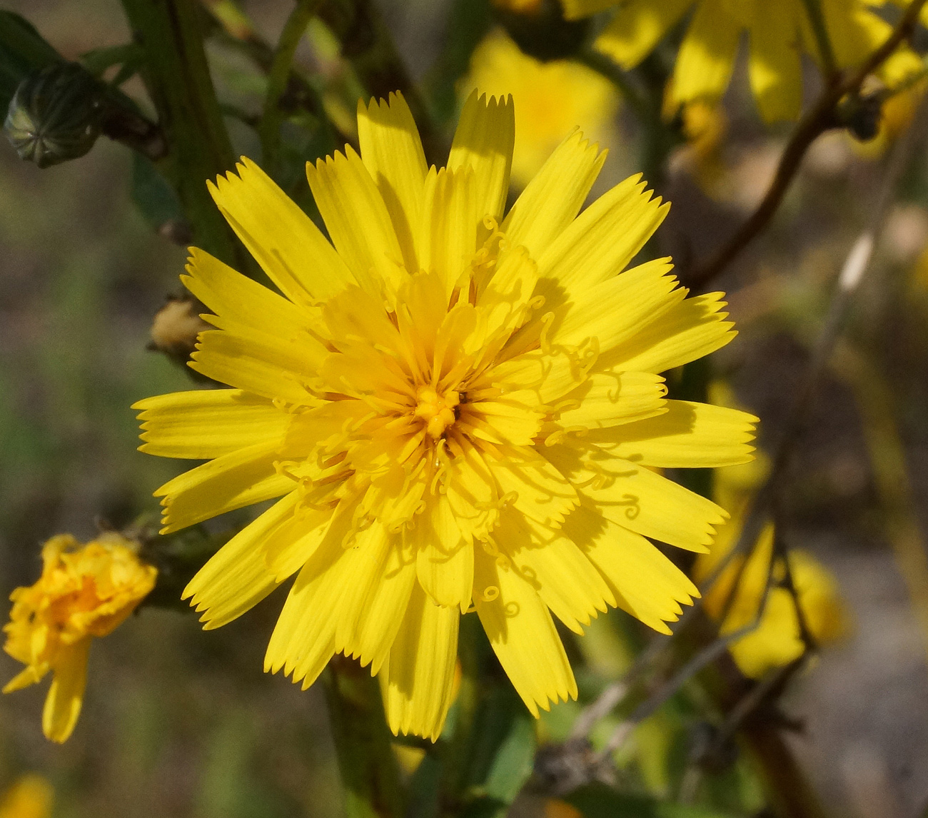 Image of Hieracium robustum specimen.