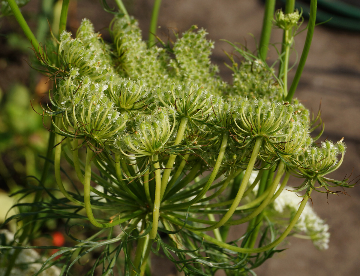 Image of Daucus sativus specimen.