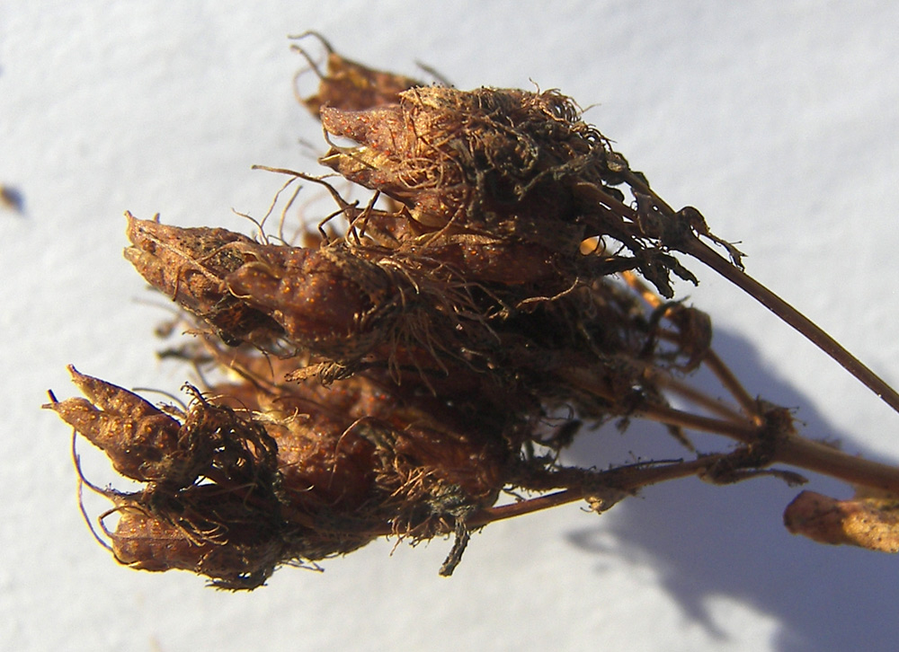 Image of Hypericum bithynicum specimen.