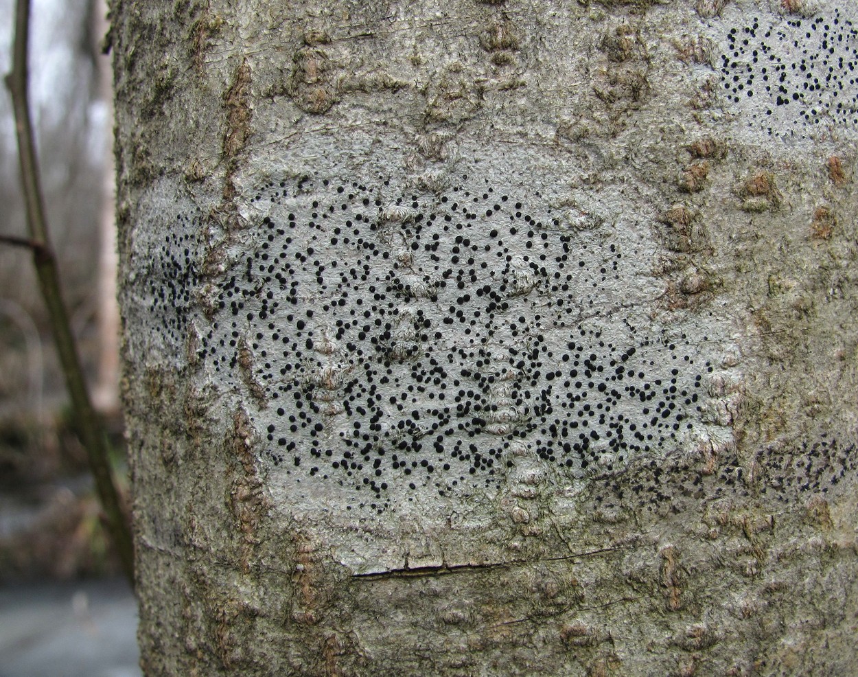 Image of familia Lecideaceae specimen.