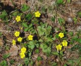 Potentilla fragarioides. Цветущее растение. Иркутская обл., Шелеховский р-н, окр. с. Шаманка, лужайка между лесом и селом. 21.05.2016.