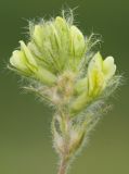 Oxytropis pilosa