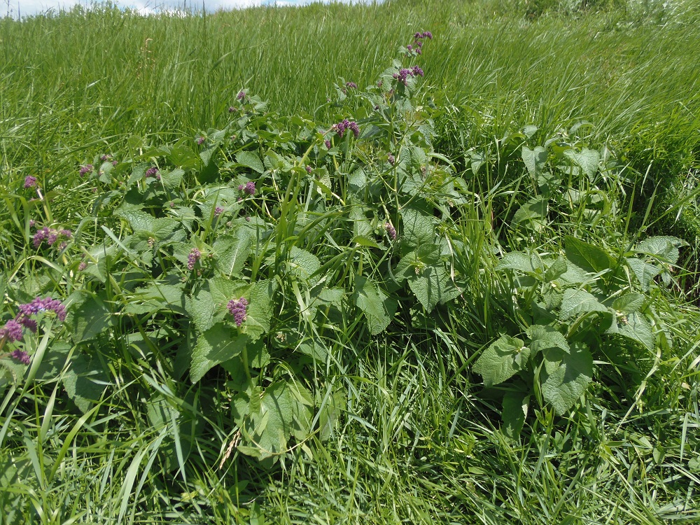 Изображение особи Salvia verticillata.