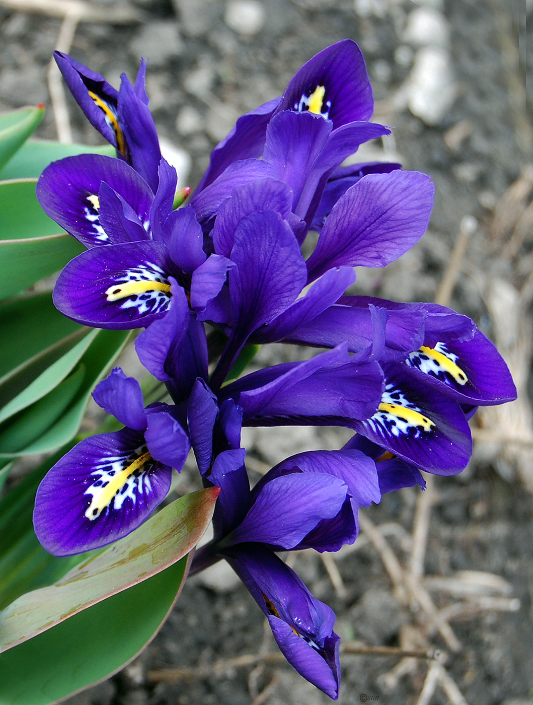 Image of Iridodictyum reticulatum specimen.