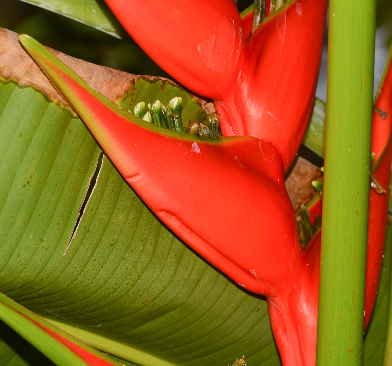 Image of Heliconia stricta specimen.