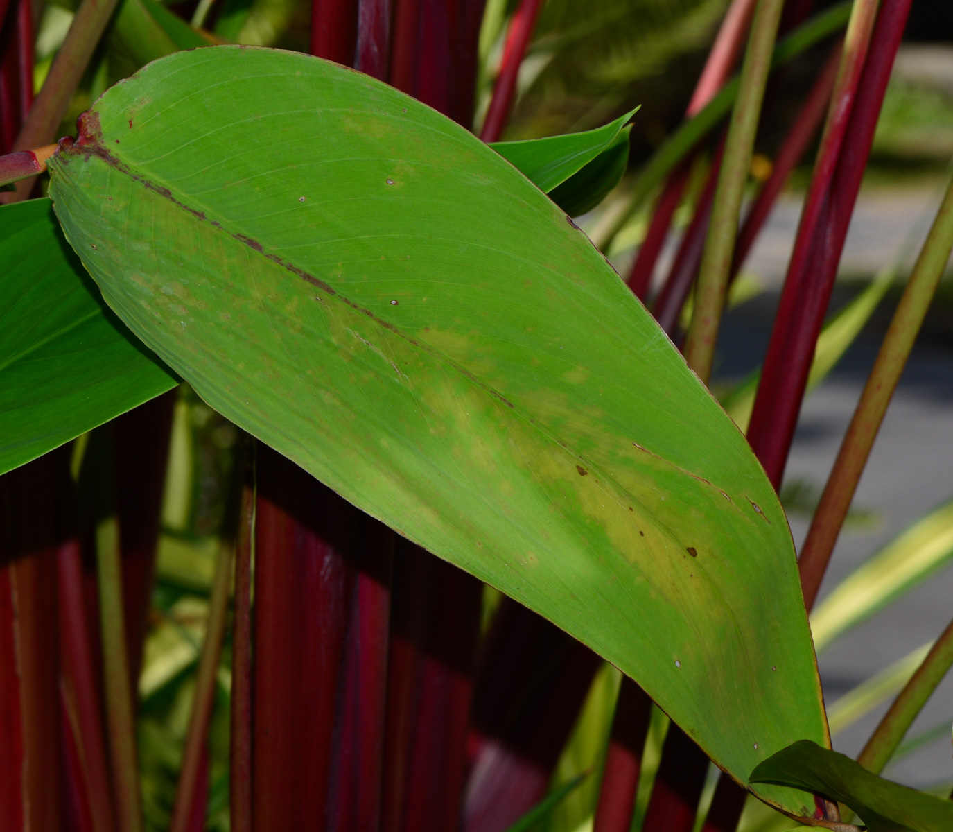 Image of Thalia geniculata specimen.