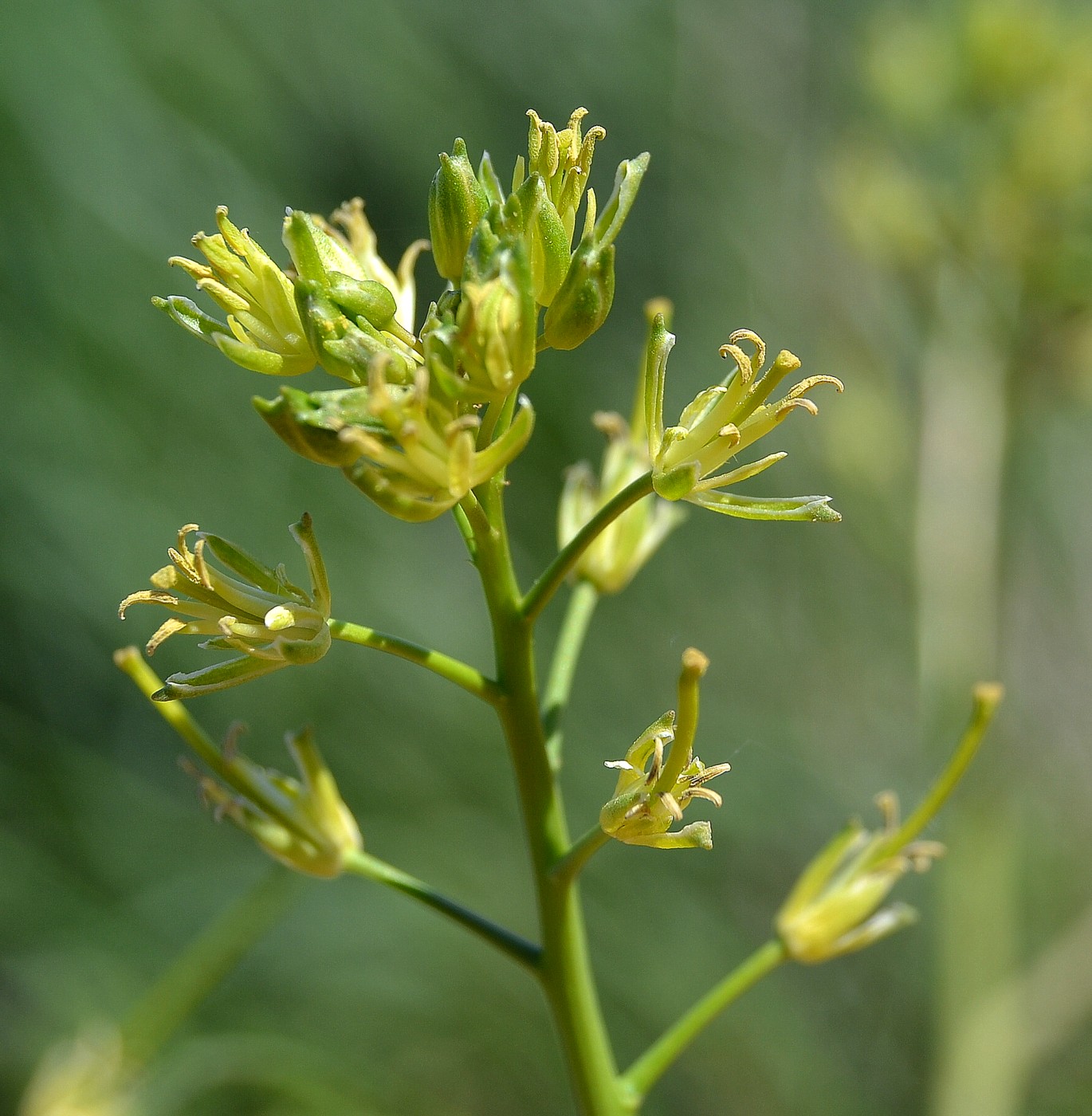 Image of Sisymbrium altissimum specimen.