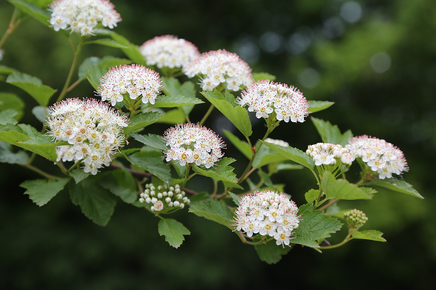 Image of Physocarpus opulifolius specimen.