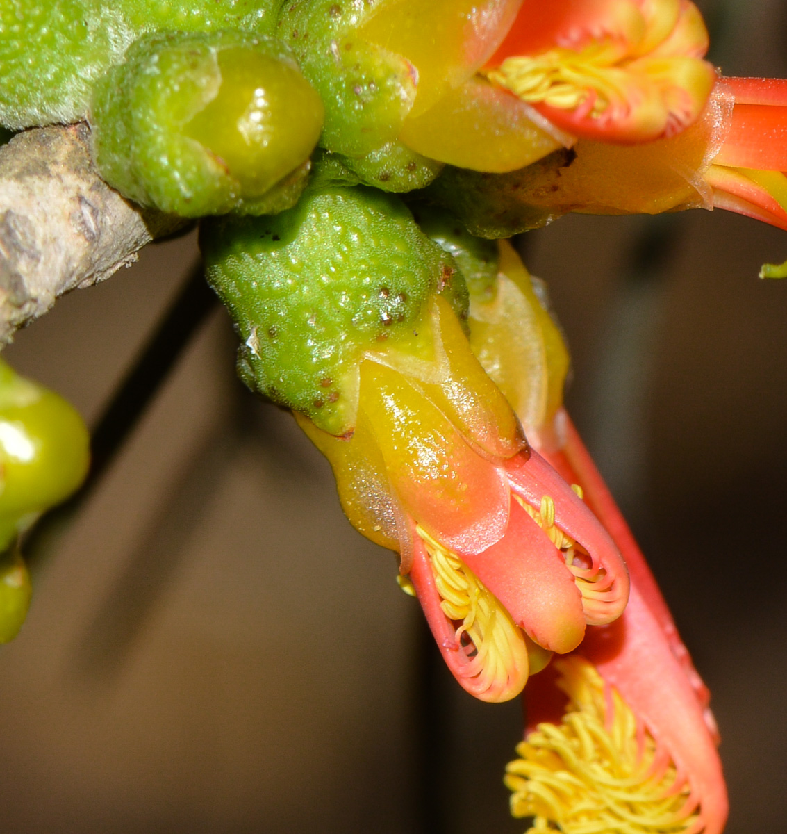 Image of Calothamnus gilesii specimen.