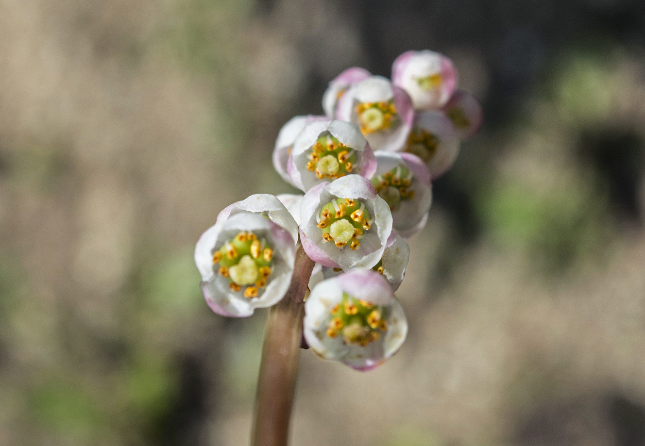 Изображение особи Pyrola minor.